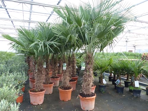 gruenwaren jakubikTrachycarpus Fortunei Palme, winterhart 220-250 cm von gruenwaren jakubik