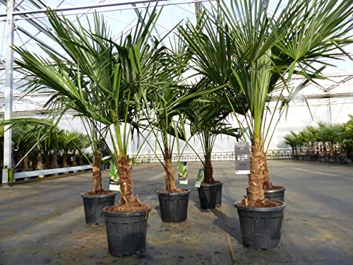 gruenwaren jakubik Trachycarpus fortunei 140 cm Palme Hanfpalme, winterhart bis -18°C von gruenwaren jakubik