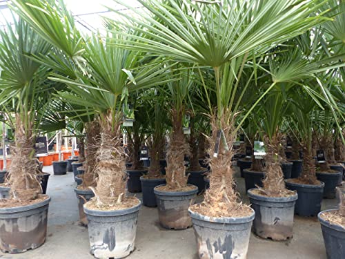 gruenwaren jakubik XL Stämme Palme winterhart 180 cm Trachycarpus fortunei, Hanfpalme, Top-Qualität von gruenwaren jakubik