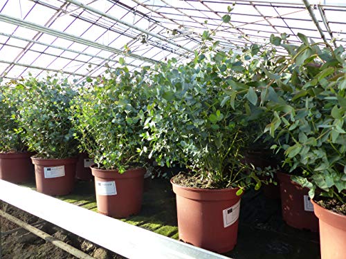 gruenwaren jakubik XXL Eucalyptus Gunni Gunnii Busch Eukalyptusbaum 45-60 cm, Pflanze winterhart von gruenwaren jakubik