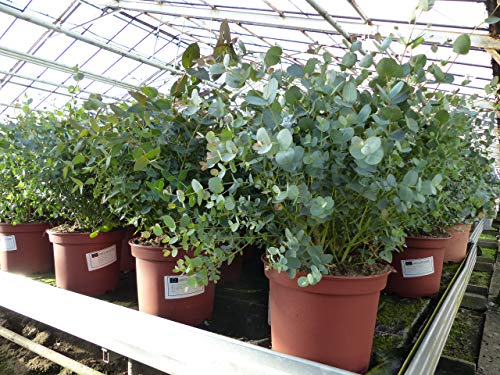 gruenwaren jakubik XXL Eucalyptus Gunni Gunnii Busch Eukalyptusbaum 50-70 cm, Pflanze winterhart von grünwaren jakubik