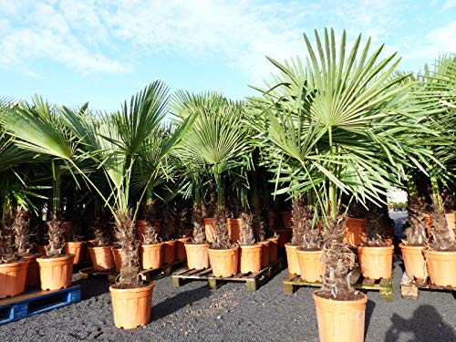 gruenwaren jakubik XXL Palme Stammhöhe 40-50 cm winterhart 160-180 cm Trachycarpus fortunei, Hanfpalme, Top-Qualität von gruenwaren jakubik