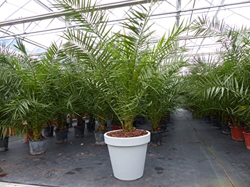 gruenwaren jakubik XXL Palme inkl. Pflanzkübel, 220-230 cm Phoenix Canariensis Dattelpalme von gruenwaren jakubik