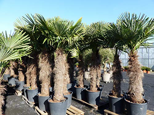 gruenwaren jakubik XXXXL 230-270 cm Trachycarpus fortunei 150 cm Stamm Hanfpalme, winterharte Palme bis -18°C gruenwaren jakubik XXXXL 230-270 cm Trachycarpus fortunei 150 cm Stamm Hanfpalme, winterharte Palme bis -18°C von gruenwaren jakubik