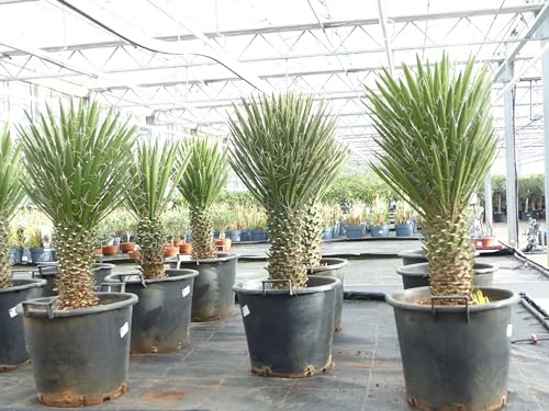 gruenwaren jakubik Yucca Filifera, 70-90 cm Stamm 20-30 cm Tambasi Yucca, winterhart -13 Grad von gruenwaren jakubik