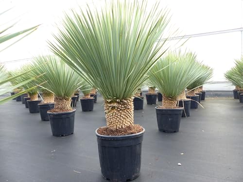 gruenwaren jakubik Yucca Rostrata 120-140 cm, Stamm 20-30 cm winterhart von gruenwaren jakubik