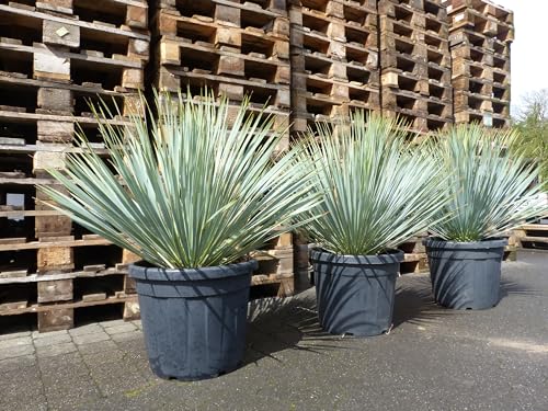 gruenwaren jakubik Yucca Rostrata Kugel 90-100 cm, extra winterhart, Premiumqualität von gruenwaren jakubik