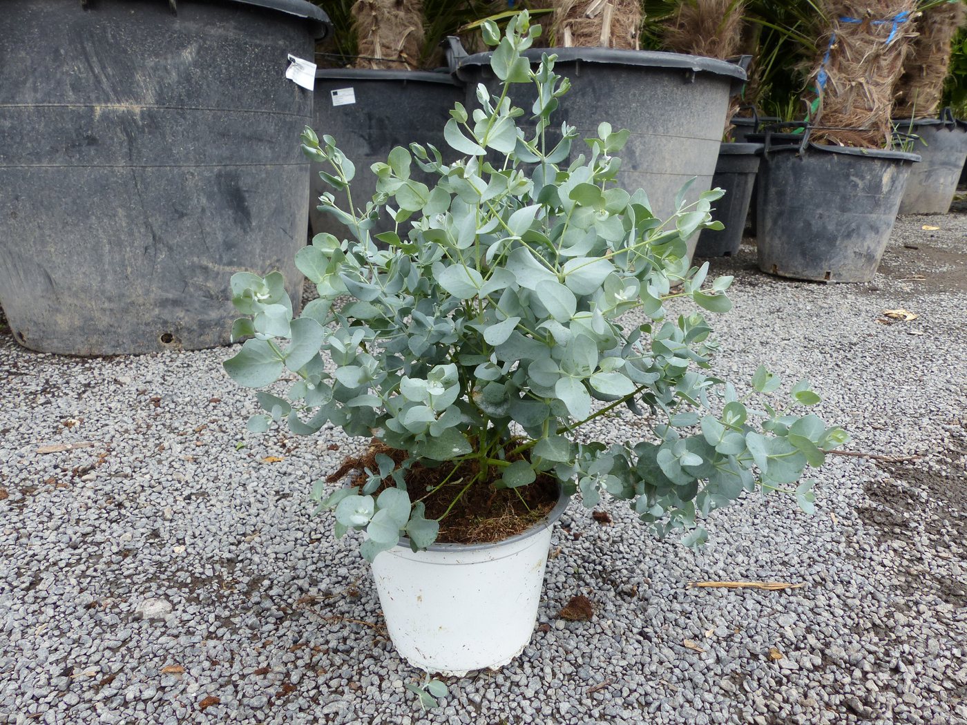 gruenwaren jakubik Zierstrauch 1 Stk Eucalyptus Gunnii Busch Kugel Eukalyptusbaum, Höhe 40 – 50 cm gruenwaren jakubik Zierstrauch 1 Stk Eucalyptus Gunnii Busch Kugel Eukalyptusbaum, Höhe 40 – 50 cm von gruenwaren jakubik