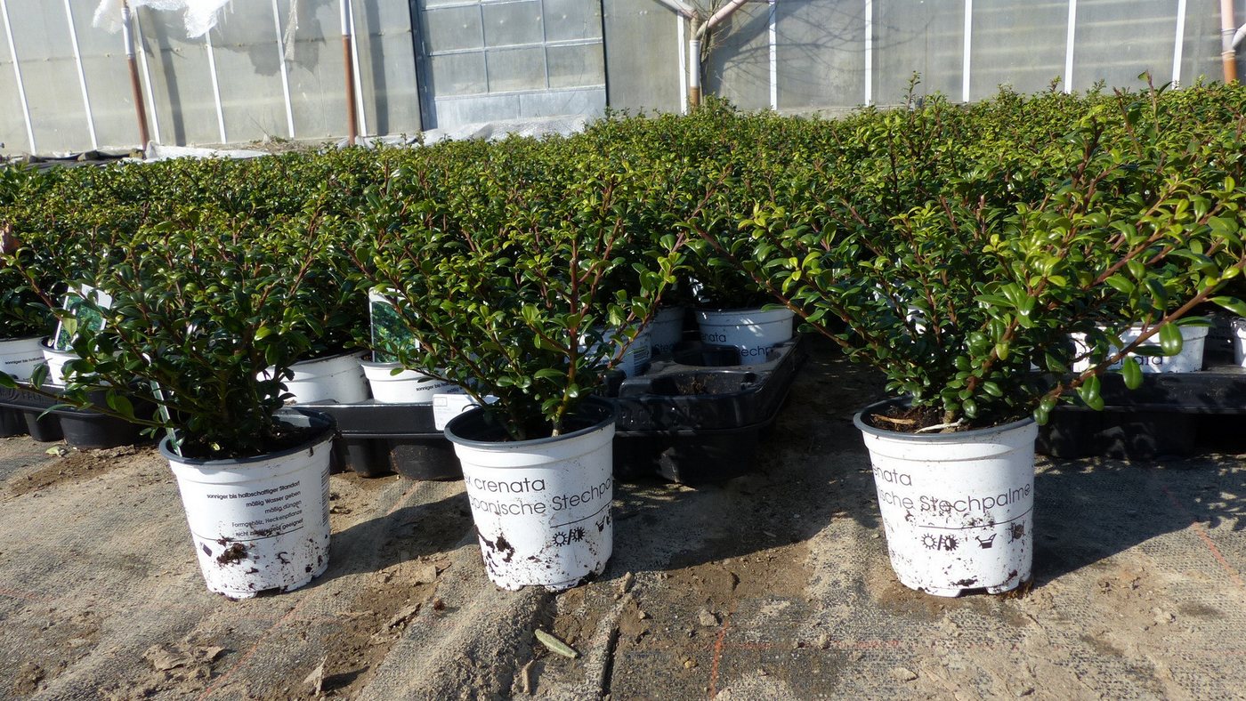gruenwaren jakubik Zierstrauch 10 Stk Ilex crenata Stokes Heckenpflanze Buchsbaum Ersatz winterhart gruenwaren jakubik Zierstrauch 10 Stk Ilex crenata Stokes Heckenpflanze Buchsbaum Ersatz winterhart von gruenwaren jakubik