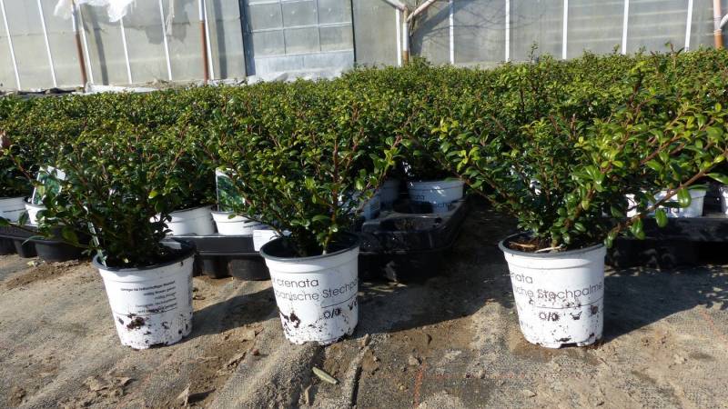 gruenwaren jakubik Zierstrauch 10 Stk Ilex crenata Stokes Heckenpflanze Buchsbaum Ersatz winterhart von gruenwaren jakubik