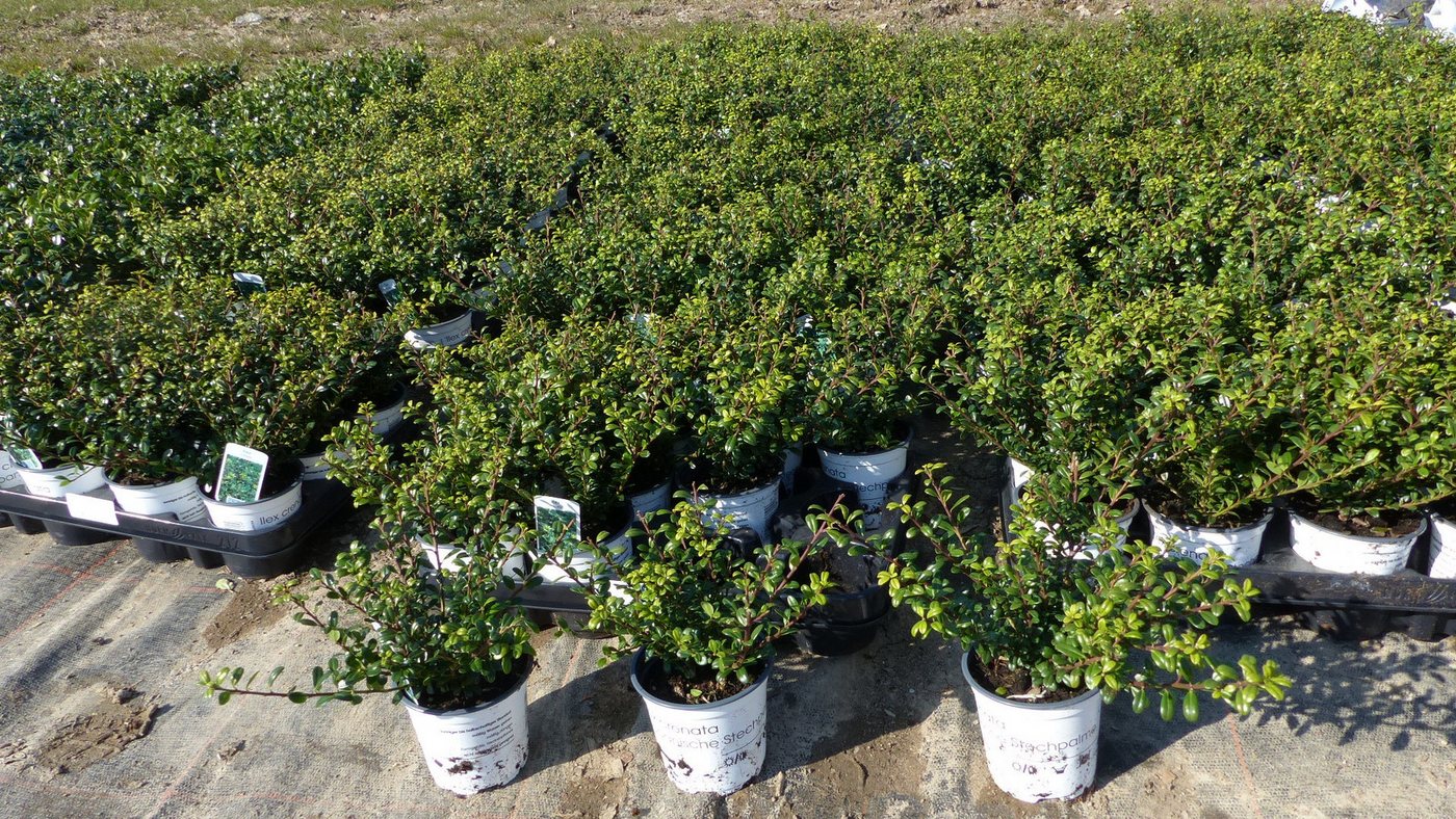 gruenwaren jakubik Zierstrauch 100 Stk Ilex crenata Stokes Heckenpflanze Buchsbaum Ersatz winterhart von gruenwaren jakubik