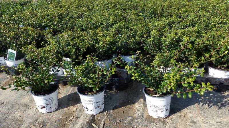 gruenwaren jakubik Zierstrauch 50 Stk Ilex crenata Stokes Heckenpflanze Buchsbaum Ersatz winterhart von gruenwaren jakubik