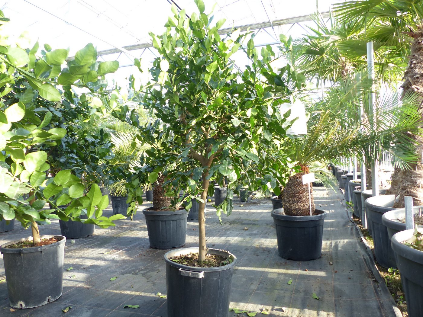 gruenwaren jakubik Zitronenbaum Citrus Hystrix Papeda Combava 180 cm Kaffirlimette Kaffernlimette gruenwaren jakubik Zitronenbaum Citrus Hystrix Papeda Combava 180 cm Kaffirlimette Kaffernlimette von gruenwaren jakubik