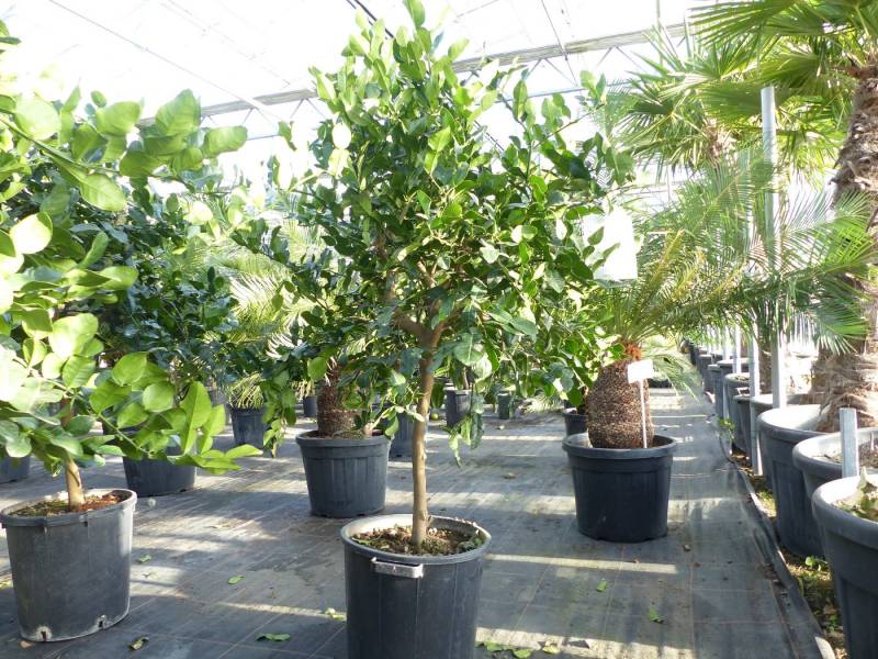 gruenwaren jakubik Zitronenbaum Citrus Hystrix Papeda Combava 180 cm Kaffirlimette Kaffernlimette von gruenwaren jakubik