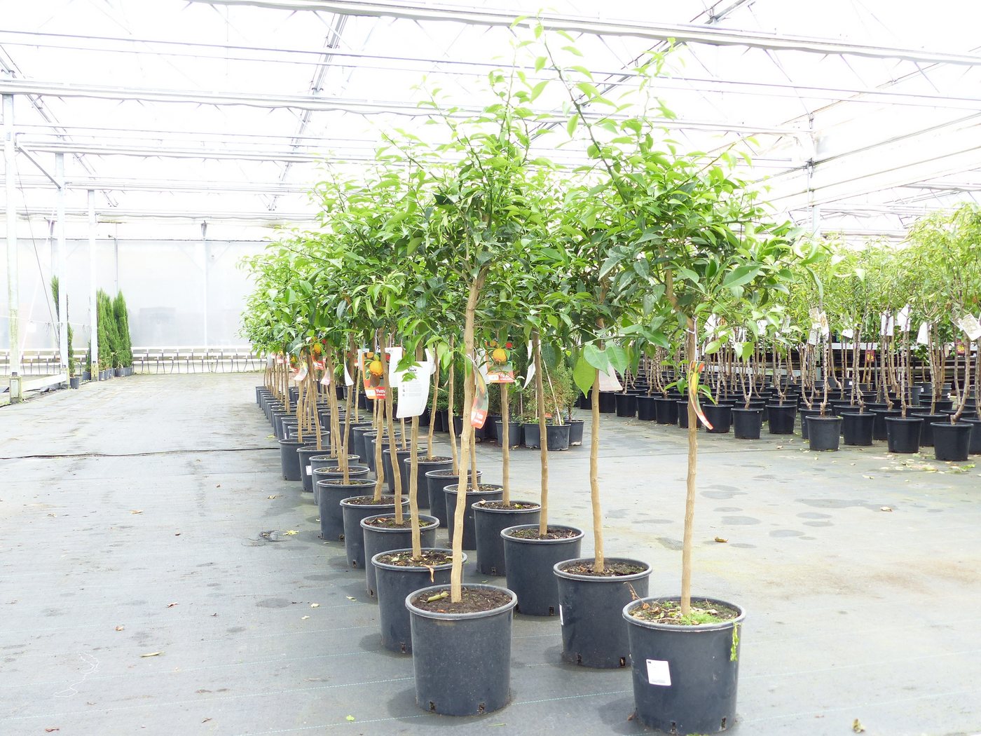 gruenwaren jakubik Zitronenbaum Citrus Yuzu 130 - 150 cm, Zitronenbaum Zitrone, japanische Zitrone gruenwaren jakubik Zitronenbaum Citrus Yuzu 130 - 150 cm, Zitronenbaum Zitrone, japanische Zitrone von gruenwaren jakubik