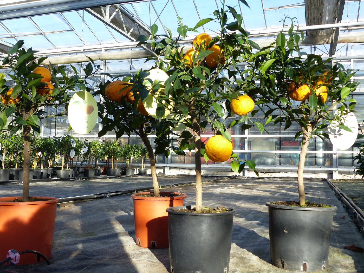 gruenwaren jakubik Zitronenbaum Citrus Yuzu 70 - 80 cm, Zitronenbaum Zitrone, japanische Zitrone von gruenwaren jakubik