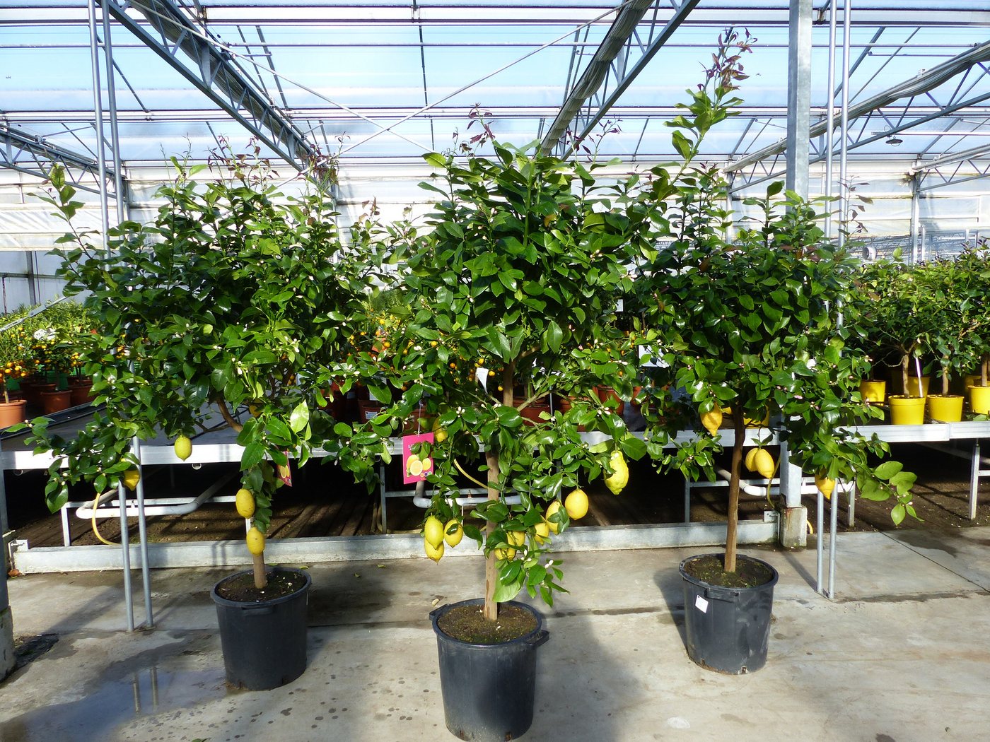 gruenwaren jakubik Zitronenbaum Zitrus Zitronenbaum Zitrone Citrus Limon Limone 180 - 220 cm gruenwaren jakubik Zitronenbaum Zitrus Zitronenbaum Zitrone Citrus Limon Limone 180 - 220 cm von gruenwaren jakubik