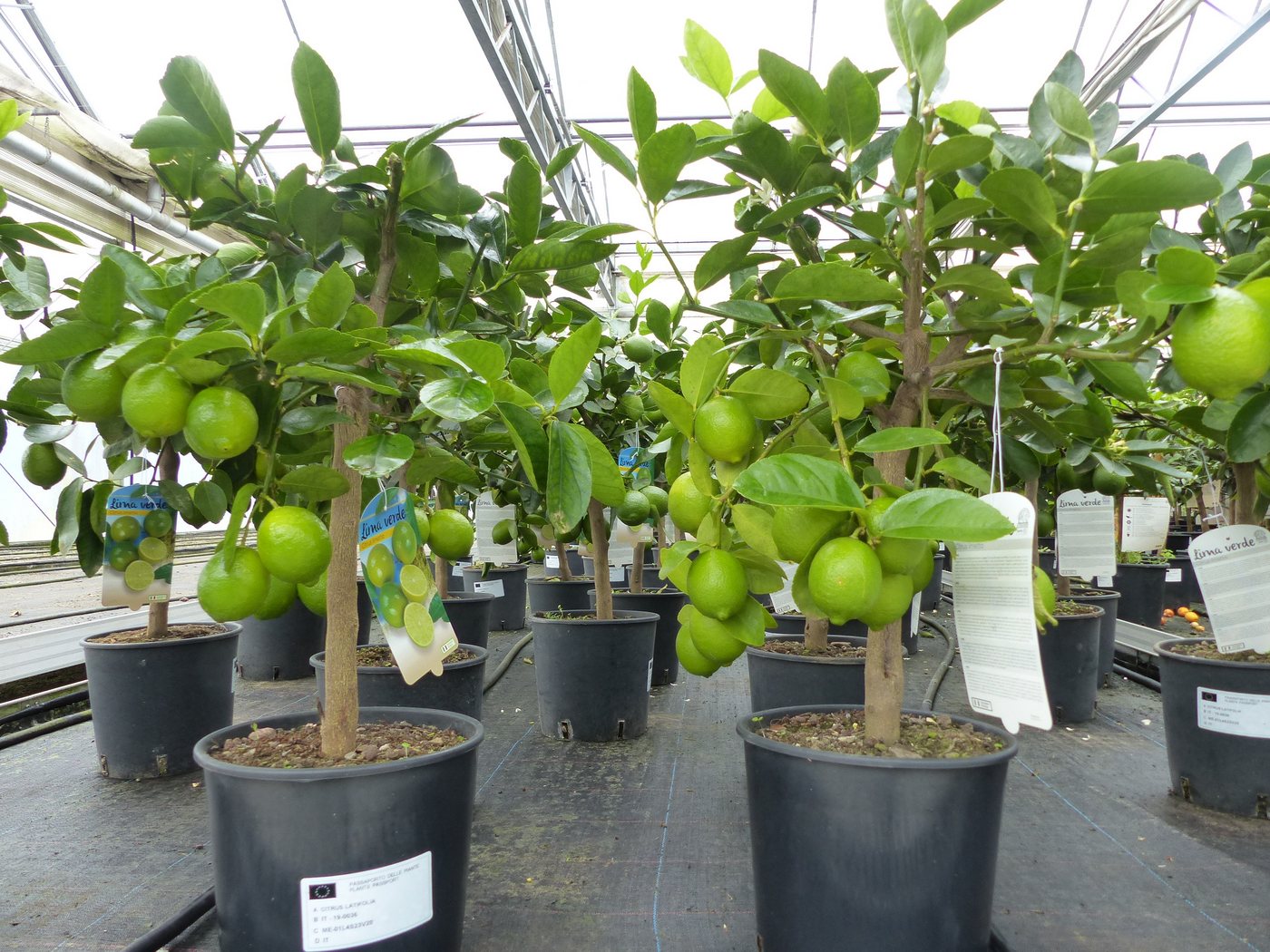 gruenwaren jakubik Zitronenbaum echte Caipi Limette Caipirinha Limettenbaum Citrus Lime 70 - 90 cm gruenwaren jakubik Zitronenbaum echte Caipi Limette Caipirinha Limettenbaum Citrus Lime 70 - 90 cm von gruenwaren jakubik