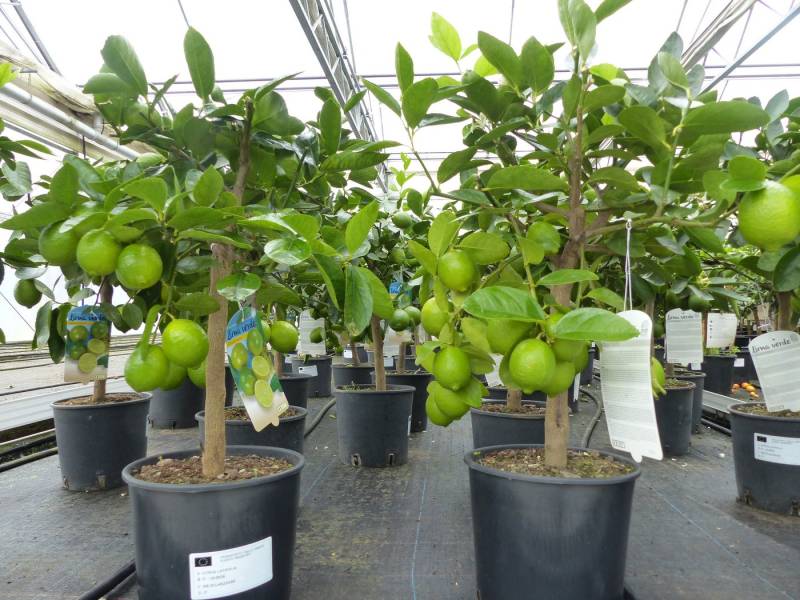 gruenwaren jakubik Zitronenbaum echte Caipi Limette Caipirinha Limettenbaum Citrus Lime 70 - 90 cm von gruenwaren jakubik