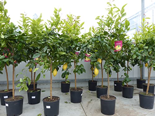 gruenwaren jakubik Zitrus Zitronenbaum Zitrone Citrus limon 140-160 cm Zitruspflanze von gruenwaren jakubik