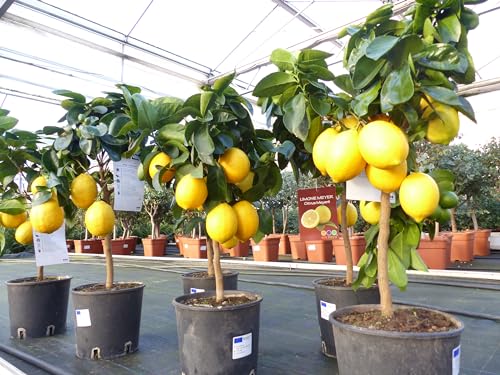 gruenwaren jakubik beste Sorte: Meyer Meyerii Zitrone echter Zitronenbaum 70-80 cm Citrus Limon Zitruspflanze von gruenwaren jakubik