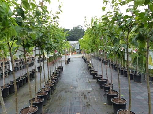 gruenwaren jakubik echter Walnussbaum Juglans regia 180 cm Obstbaum winterhart kräftiger Stamm Nussbaum von gruenwaren jakubik