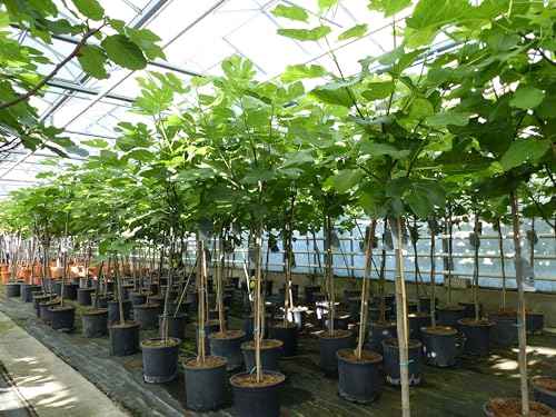 gruenwaren jakubik kompakter Feigenbaum 150-180 cm Obstbaum, winterhart, Ficus Carica, Feige von gruenwaren jakubik