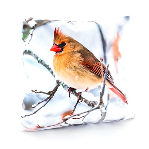 heimtexland ® Dekokissen Bezug Winter Tiere Foto Digitaldruck Kuschelige Velour Kissenhülle 40x40 Deko Kissen Typ831 Kardinal von heimtexland