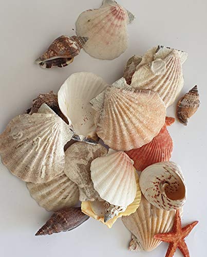 hibuy Muscheln gemischt, Muschelsortiment zum Dekorieren und Basteln, Muschel Sortiment, ca 25 Teile Muschelmix von hibuy