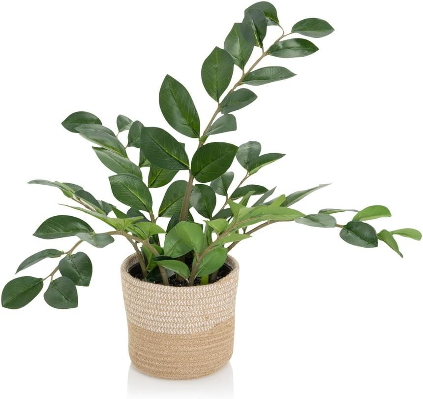 Hjh Office Kunstpflanze Kunstbaum Zamie Zamioculcas Zimmerpflanze Pflanze Grün B-Ware Hjh Office Kunstpflanze Kunstbaum Zamie Zamioculcas Zimmerpflanze Pflanze Grün B-Ware von hjh OFFICE