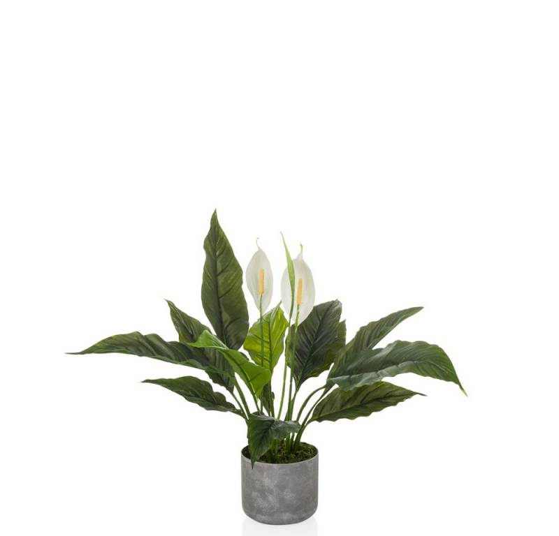 Kunstpflanze Kunstpflanze Spathiphyllum 1 Kunststoff Einblatt, hjh OFFICE, Höhe 60.0 cm, Zimmerpflanze, Einblatt mit weißen Blüten, Friedenslilie, Pothos von hjh OFFICE