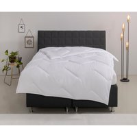 Home affaire Microfaserbettdecke "Sartes, Bettdecke 135x200 cm, 155x220 cm" leicht Füllung Polyester Bezug Polyester 1 Stk. tlg. Bettdecken, Sommer, Decke, für Allergiker geeignet Home affaire Microfaserbettdecke "Sartes, Bettdecke 135x200 cm, 155x220 cm" leicht Füllung Polyester Bezug Polyester 1 Stk. tlg. Bettdecken, Sommer, Decke, für Allergiker geeignet von home affaire