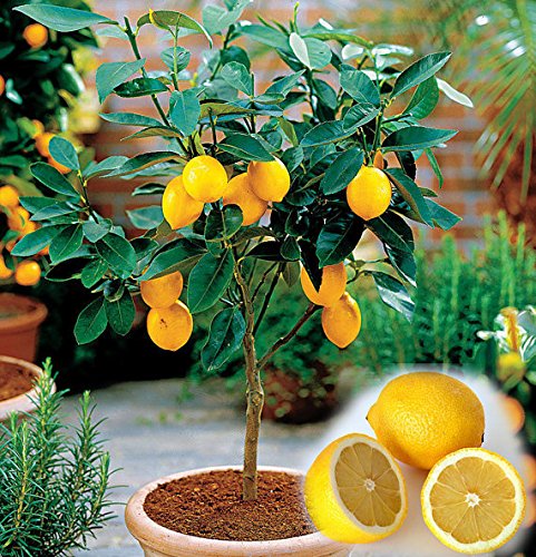 10PCS / BAG Eßbares Obst Meyer Zitrone Samen, exotische Citrus Bonsai Lemon Tree Frische Samen