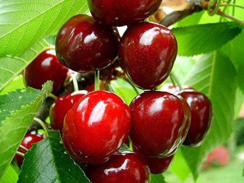 20 Süße Kirschbaum Samen. Prunus avium, Mazzard Kirschbaum Samen Eßbares Obst von SVI