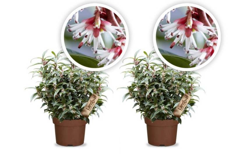 2er Set Schattenblume