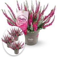 3er-Set Calluna Knospenheide 'Fluffy Kiss', je im 11 cm-Topf