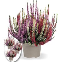 3er-Set Calluna Knospenheide 'Gardengirls®' Tricolor, je im 12 cm-Topf