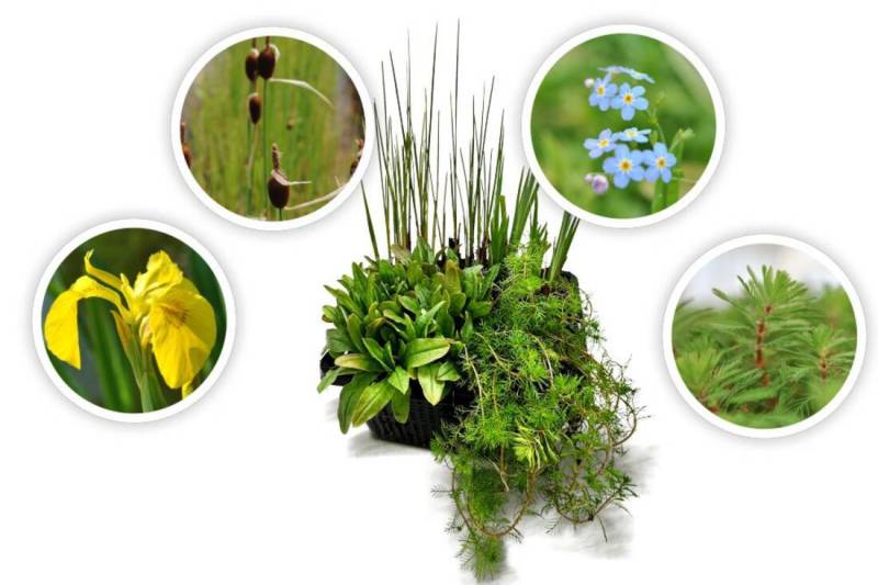 4er Set Wasserpflanzen Starter-Set