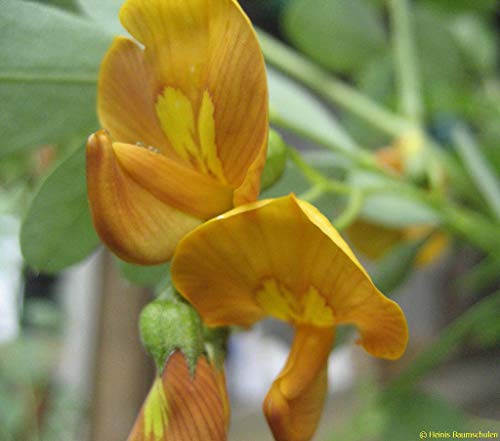 50 Samen - Colutea arborescens – Gelber Blasenstrauch - Ganz frische Samen von Colutea Arborescens