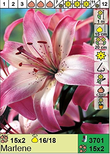 ANGEBOT : Lilium asiatic - Asiatische Lilie" Marlene" 3 Blumenzwiebeln von DasBlumenliesel