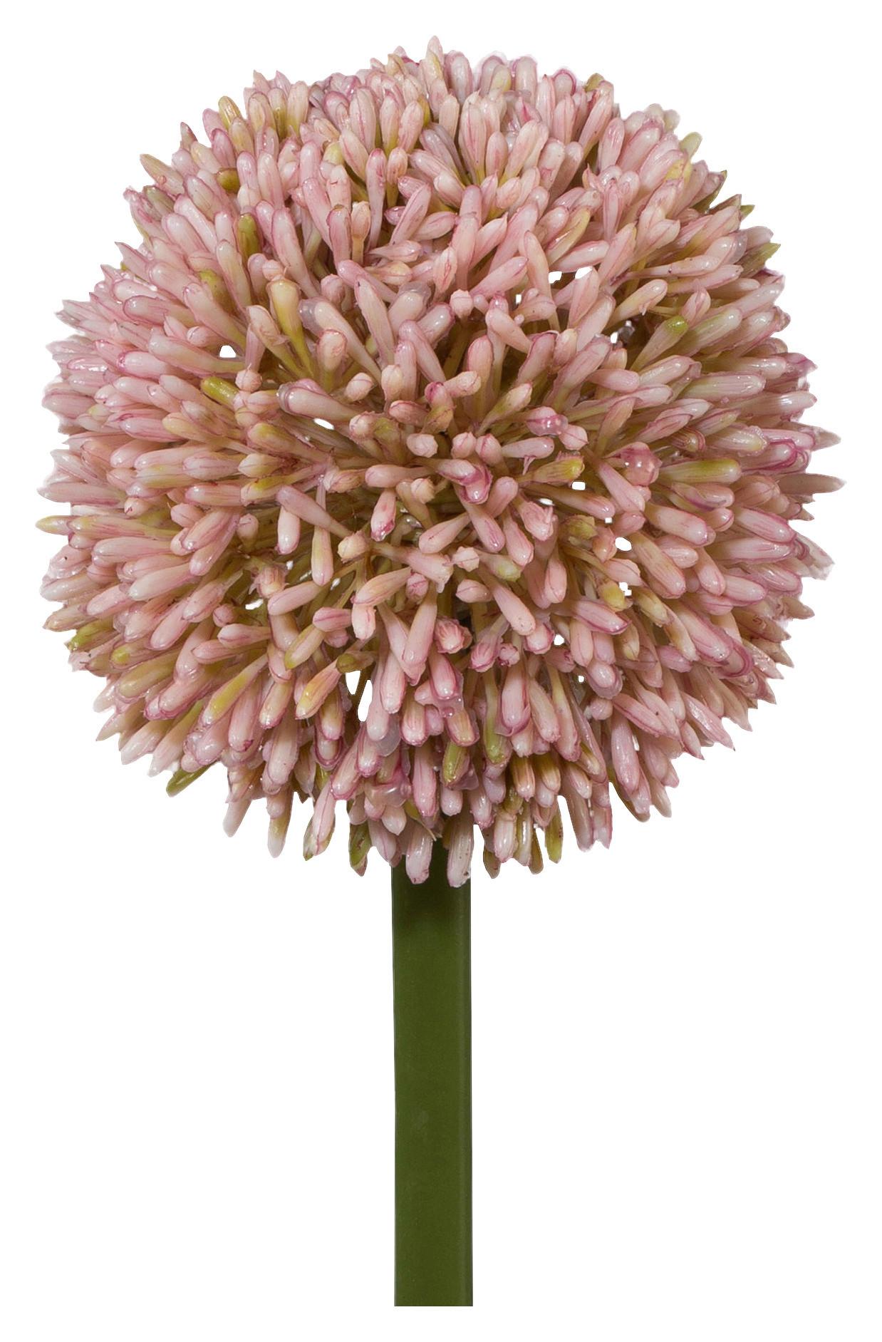 Allium II Rosa/Grün ca. 64cm