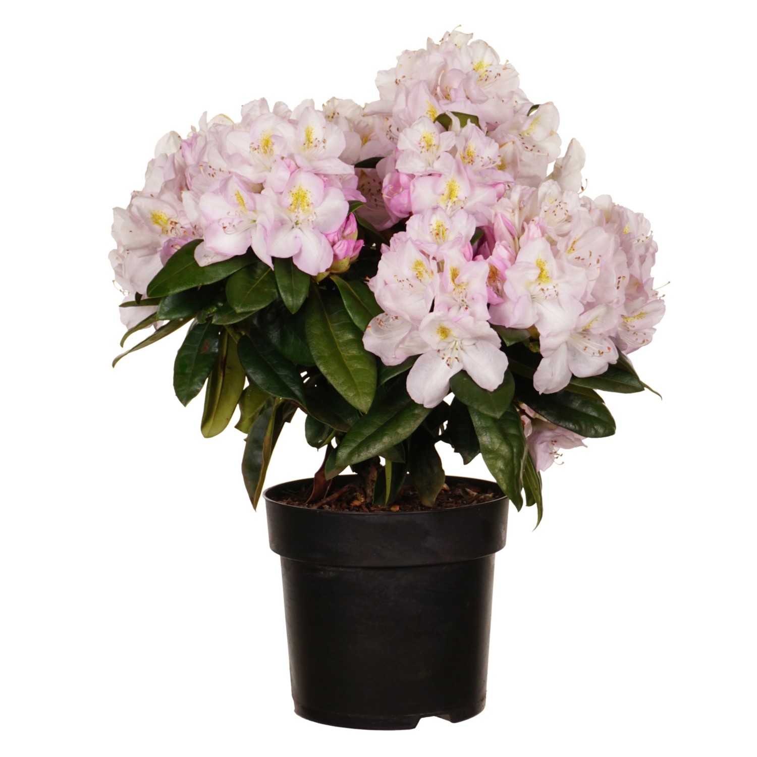 Alpenrose Gomer Waterer Höhe ca. 30-40 cm Topf ca. 6 l Rhododendron