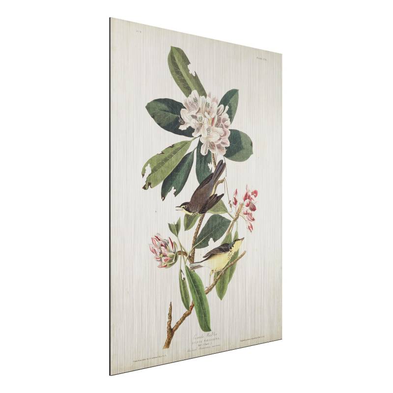 Alu-Dibond Outdoor Bild Vintage Lehrtafel Grasmücke