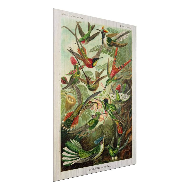Alu-Dibond Bild Vintage Lehrtafel Kolibris
