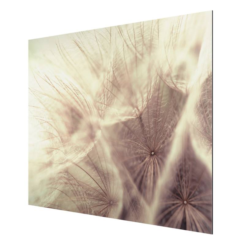 Alu-Dibond Blumen Detailreiche Pusteblumen Makroaufnahme mit Vintage Blur Effekt
