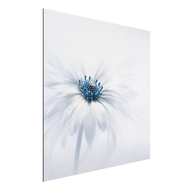 Alu-Dibond Blumen Gänseblümchen in Blau