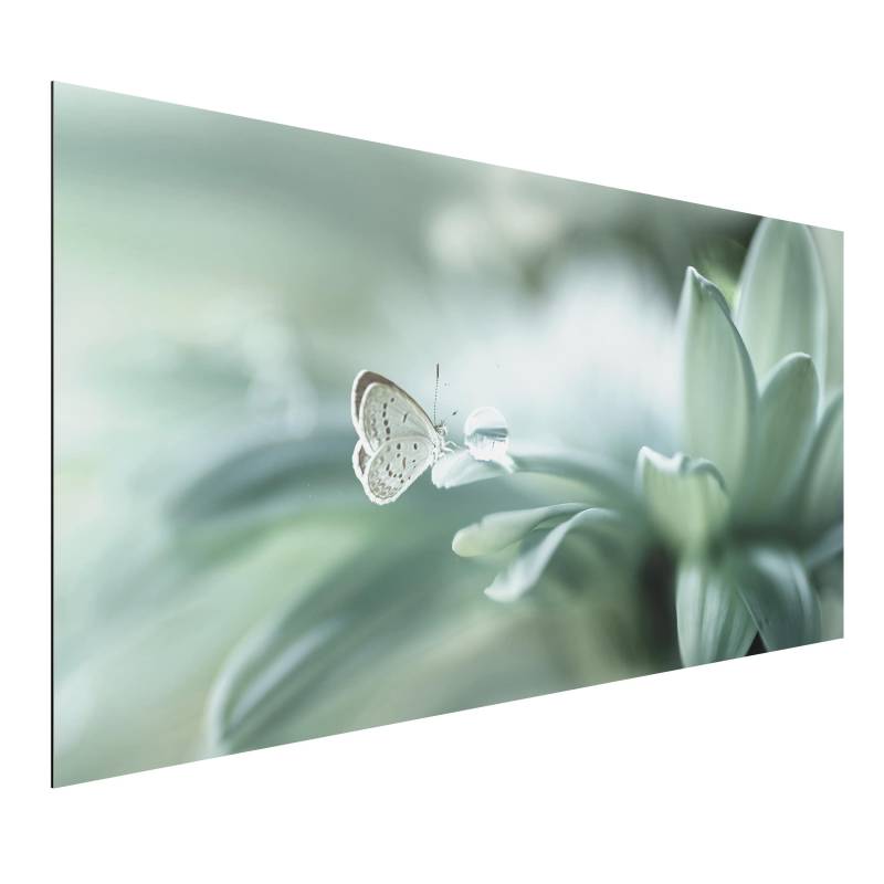 Alu-Dibond Blumen Schmetterling und Tautropfen in Pastellgrün