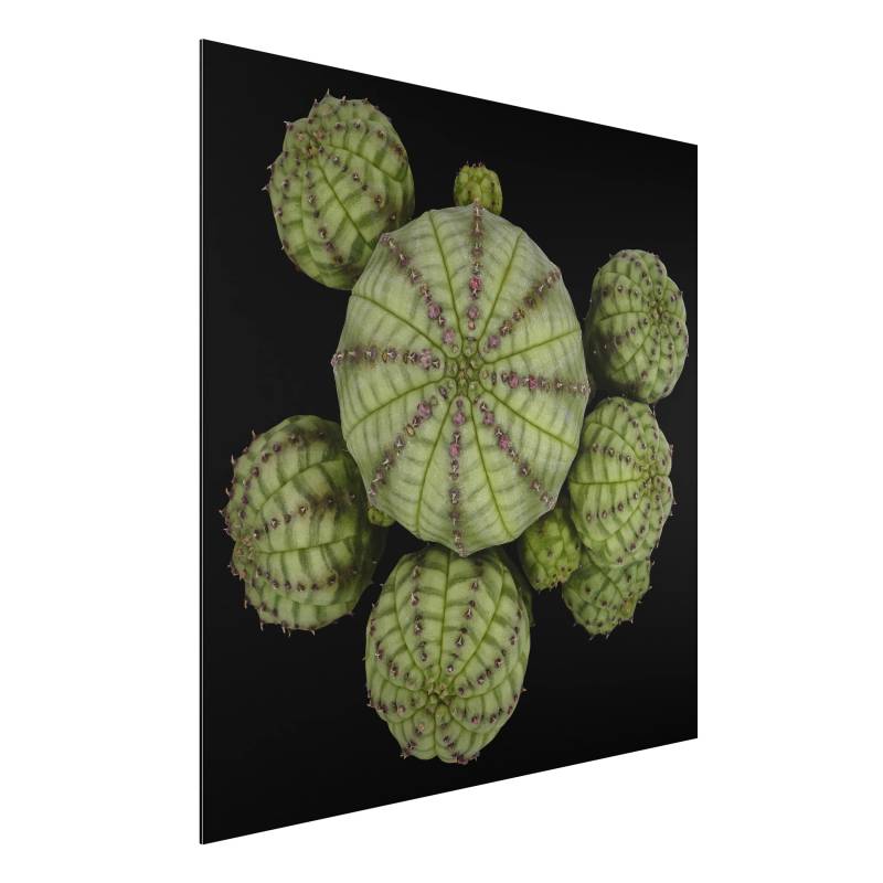 Alu-Dibond Natur & Landschaft Euphorbia - Seeigelwolfsmilch
