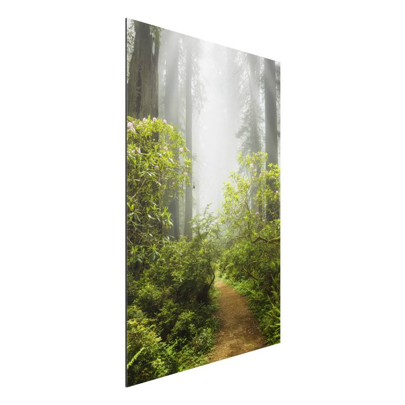 Alu-Dibond Natur & Landschaft Nebliger Waldpfad
