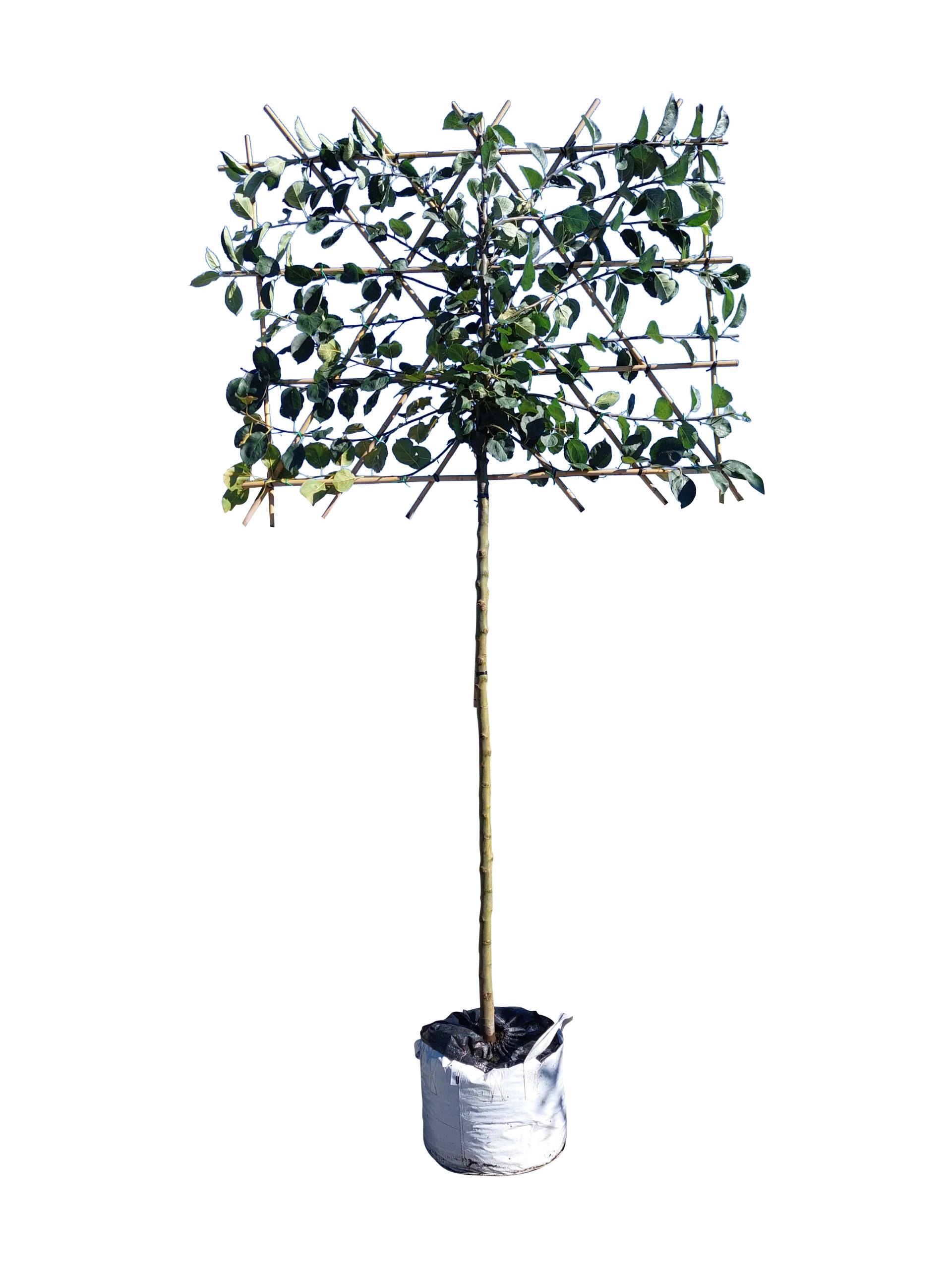 Apfel-Spalierbaum 'Rode Boskoop' - 180 cm